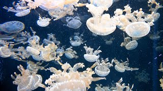 Jellyfish White Spotted Sea Jellyfish Video  Jelly Fish Video  Floating Bell Jellyfishes Video [upl. by Ennazor651]