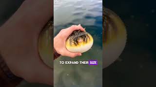 Puffer fish 🐠 the cute 😍but poisonous ☠ creature of 🌊 shorts animals [upl. by Tonl]