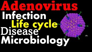 Adenovirus life cycle infection and disease [upl. by Grote452]