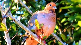 Mourning Dove Preening [upl. by Faubion]