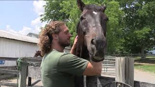 Thoroughbred Retirement Foundation Program at Wallkill Correctional Facility NY [upl. by Gehlbach587]