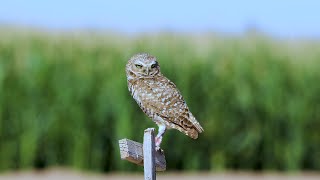 5 Facts About Burrowing Owls [upl. by Ram]