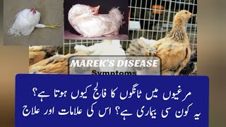 Mareks disease in poultry  Mareks symptoms and treatment  paralysis treatment in poultry [upl. by Sumerlin]