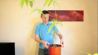 How to germinate and grow giant bamboo from seed [upl. by Anoet53]