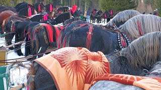 Armăsari de Top Oameni Gospodari Putna  Bucovina 21 Ianuarie 2024 [upl. by Remo]