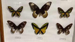 Unique Collection of Birdwings Butterflies Lepidoptera Awesome Ornithoptera Entomology Science [upl. by Atimad]