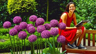 How to Plant Allium Globemaster SpringSummer Garden Guide [upl. by Ahsrat]