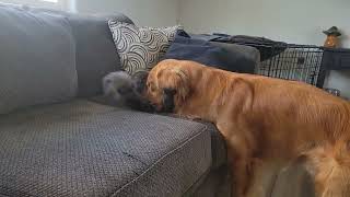 Maine Coon kitten and Golden Retreiver playing [upl. by Goodrow]