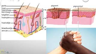 Leerjaar 2 gezondheid de huid [upl. by Cassandre746]