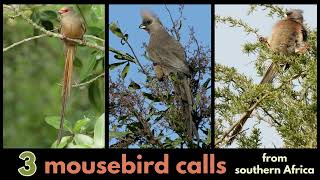 3 MOUSEBIRD CALLS from southern Africa  Speckled Redfaced and Whitebacked Mousebird calls [upl. by Ahsimed]