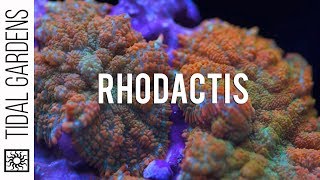 Rhodactis Mushrooms Great for beginners and high end coral collectors [upl. by Tavi]