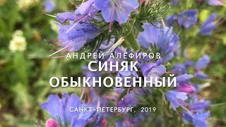 Синяк обыкновенный Алефиров АН [upl. by Pitarys548]