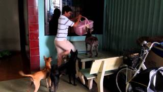 Phu Quoc Ridgeback dog  cho phu quoc [upl. by Azpurua]