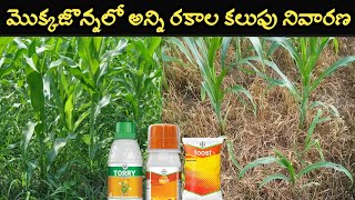 మొక్కజొన్నలో అన్ని రకాల కలుపు నివారణ  herbicides in maize  tembotrione 344 sc uses telugu [upl. by Dilaw]