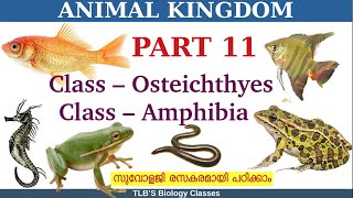 Animal KingdomPart 11Class Osteichthyes Class AmbhibiaClass 11ZoologyKerala HSEBiju TL [upl. by Nylevol]