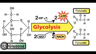 Aerobic respiration Summary of glycolysis pyruvate oxidation The Krebs cycle and ETC [upl. by Viole]