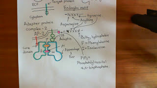 Clathrin Mediated Endocytosis and The Endocytic Pathway Part 3 [upl. by Ennaecarg243]