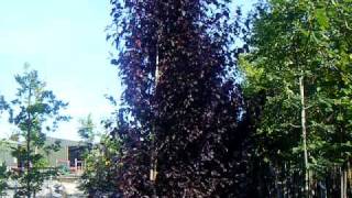 Sap Trees Prunus cerasifera quotNigraquot 810cm girth [upl. by Yelsew]