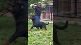 Play time with BOGDAN AD DIRAH🥰❤️🇬🇭 cek reels roti crowded dog rottweiler doglover cat [upl. by Nuahsar71]