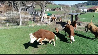 Weidestart mit Kühen und Kälber in der Schweiz 🐄🇨🇭 [upl. by Dru896]