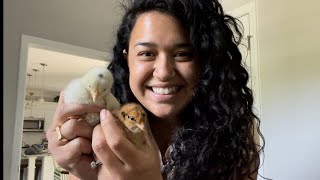 I’m a CHICKEN MOM  Visiting Roots amp Refuge Farm  Update VLOG [upl. by Schaffel]