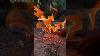 Fire spindle Horseweed hand drill fireskills handdrill [upl. by Errick]