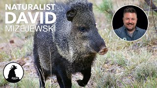 What the Heck is a Javelina [upl. by Ardried]