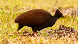 Orangefooted Scrubfowl Megapodius reinwardt  Reinwardthuhn 1 [upl. by Unni864]