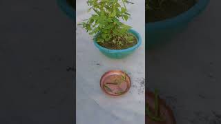 My first harvesting green gram peamoong in small pot [upl. by Irual497]