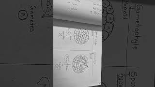 Difference between Gametophyte and Sporophyte [upl. by Casandra539]
