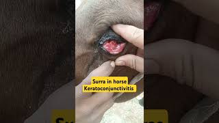 Surra in horsesTevansikeratoconjunctivitis horse vet shorts veterinarian viralshort animal [upl. by Letnahc]