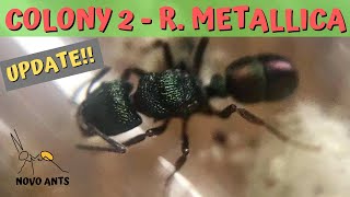 Rhytidoponera metallica colony update New nest amp Outworld  Green Headed Ants [upl. by Polish252]