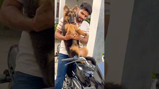 Bullo baith gai bike pe 🥰 viralvideo youtubeshorts dogvideo short [upl. by Essyle]