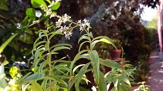 Erba Luigia Aloysia Citriodora medicinal plant [upl. by Molahs]