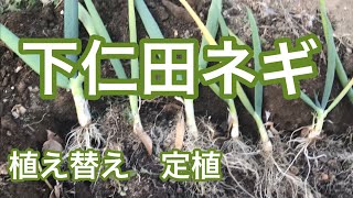 【下仁田ネギ】一本ネギ プランターから植え替え 定植 殿様ネギ [upl. by Betteanne]