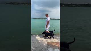 dogtraining staffy dog dogoftheday pets [upl. by Iren312]