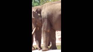 Elephantszoological park Athens [upl. by Amby]