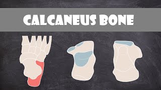 Calcaneus Bone  Anatomy [upl. by Trilley666]