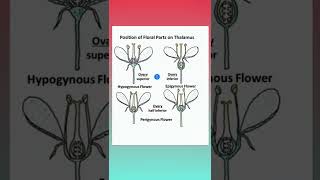 Hypogynous Epigynous and Perigynous Flowers  Superior and Inferior Ovary shorts neet [upl. by Assereht682]