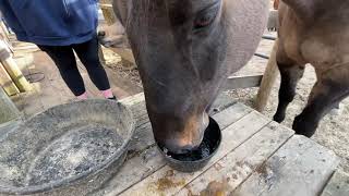 Sven the farting horse enjoying a beer and some Gatorade [upl. by Lesya]