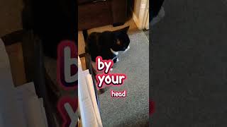 Feed me now foryou cats4life44 subscribe [upl. by Siryt]