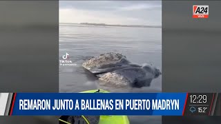 🐳 Remaron junto a ballenas en Puerto Madryn y les iniciaron un sumario [upl. by Oiramd279]