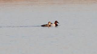 Puddler Fall 2019 Canvasbacks [upl. by Hengel]