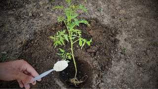 Never plant tomatoes without this For large fruits and more tomatoes follow this [upl. by Yehudi]