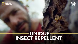 Unique Insect Repellent  Primal Survivor  हिन्दी  Full Episode  S1  E2  National Geographic [upl. by Cigam]