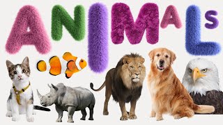 Animal  List of Animals  Name of Animals  500 Animals Name in English from A to Z [upl. by Enrique]