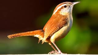 Carolina Wren Song Thryothorus ludovicianus [upl. by Kaenel190]