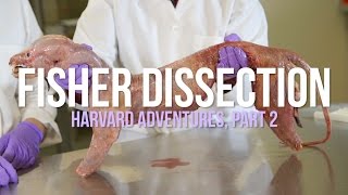 Fisher Dissection Harvard Adventures Part 2 [upl. by Elmajian]