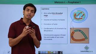 AS Biology  Meiosis OCR A Chapter 63 [upl. by Blackmore]