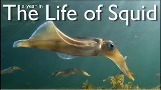 A Year in the Life of Squid [upl. by Oiramaj]